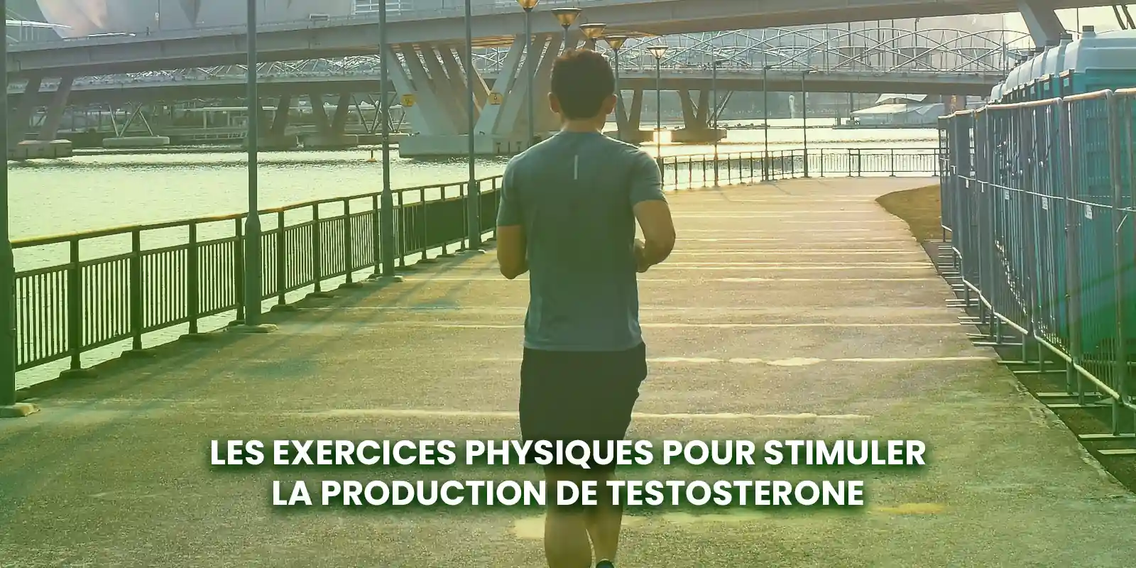 Les exercices physiques pour stimuler la production de testosterone
